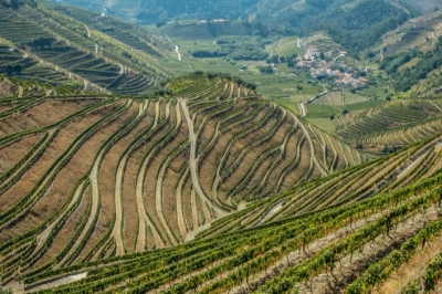 Vinos de Portugal