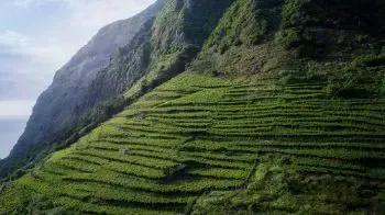 La Región Vinícola de Azores