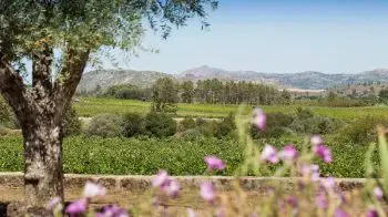 La Región Vinícola de Beira Interior