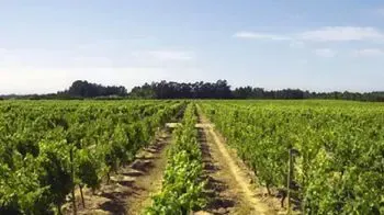 La Región Vinícola de Bairrada