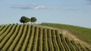 La Región Vinícola de Alentejo