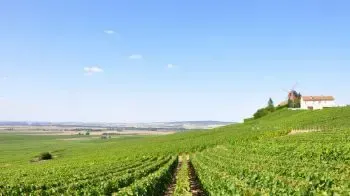 Vino de Francia