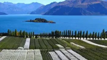 Vino de Nueva Zelanda