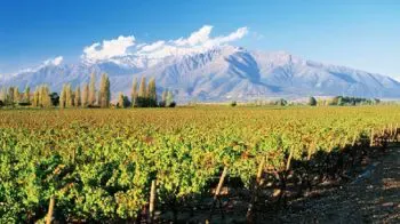 Vinos de Chile