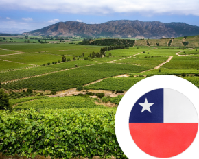 Imagen para la categoría Vino de Chile