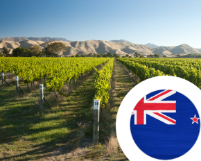 Imagen para la categoría Vino de Nueva Zelanda