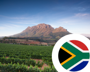 Imagen para la categoría Vino de Sudáfrica