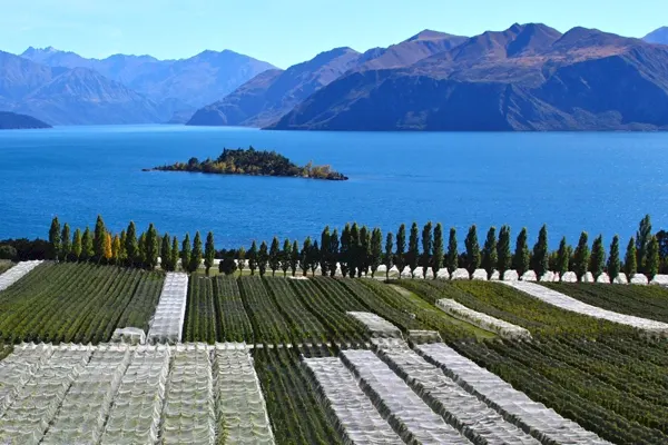 Vino de Nueva Zelanda