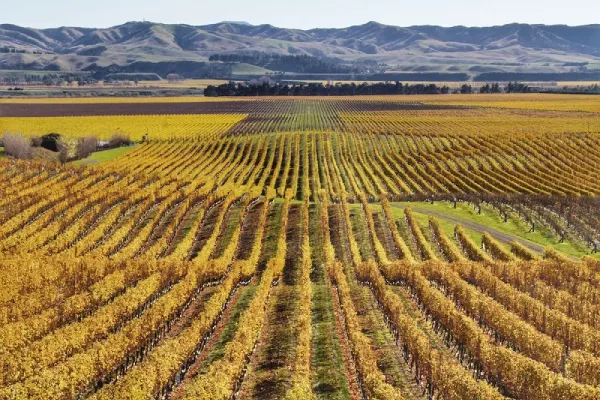 Vino de Nueva Zelanda