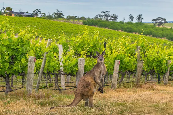 Vino de Australia