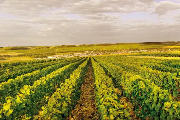 Vino de Francia