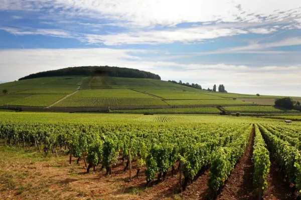 Vino de Francia