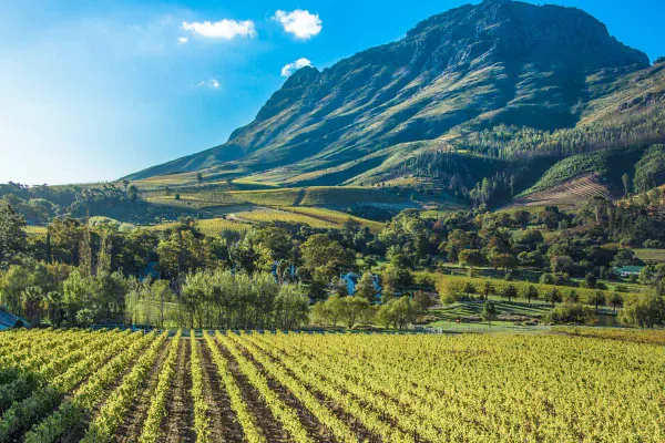 Vino de Sudáfrica